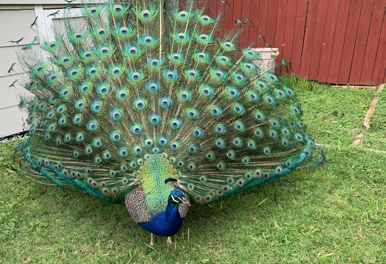 The Peacock House Βίλα Σαν Αντόνιο Εξωτερικό φωτογραφία